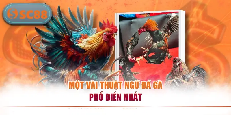 Một vài thuật ngữ đá gà phổ biến nhất
